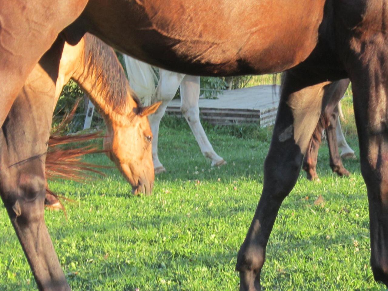 Miramont Horse Trekking Hostel Saicourt Exterior photo